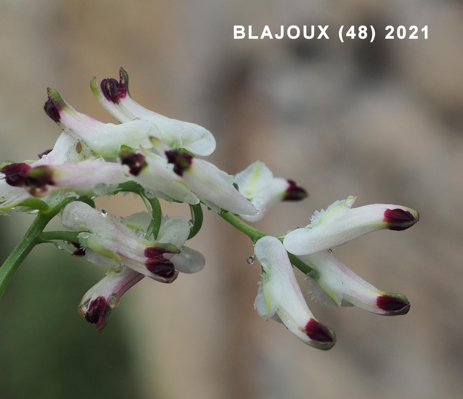 Fumitory, White Climbing